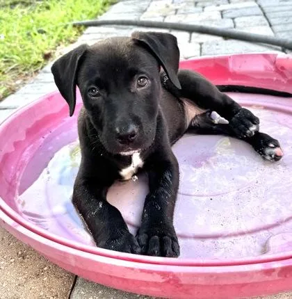 A young medium-sized female Black Pit Bull Terrier dog named Bubbles for adoption in Key West, FL