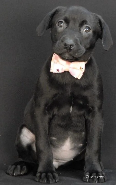 A young medium-sized female Black Labrador Retriever dog named Faith for adoption in Newland, NC