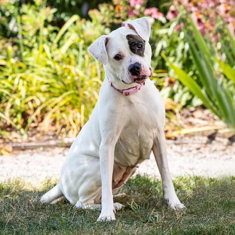 An adult large-sized female White / Cream Boxer dog named Sapphire for adoption in Council Bluffs, IA