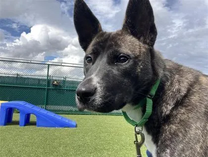 A young large-sized female Mixed Breed dog named Lychee for adoption in Madison, NJ