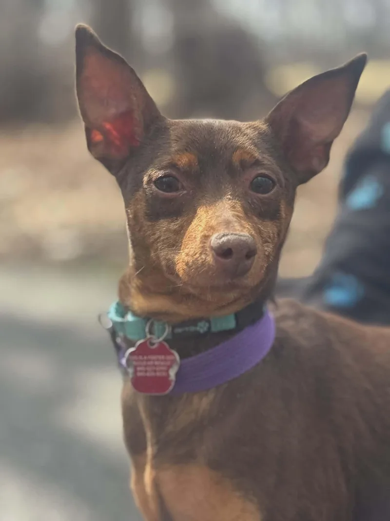 An adult small-sized female Miniature Pinscher dog named Lola for adoption in Maybrook, NY