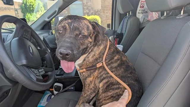 An adult large-sized male Pit Bull Terrier dog named Checkers for adoption in Mesa, AZ