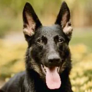 A young medium-sized female Black German Shepherd Dog dog named Ashley for adoption in Kokomo, IN