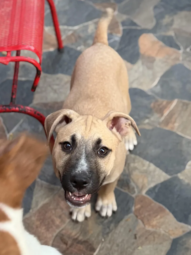 A young medium-sized male White / Cream Shepherd dog named Duane for adoption in Glendale, AZ