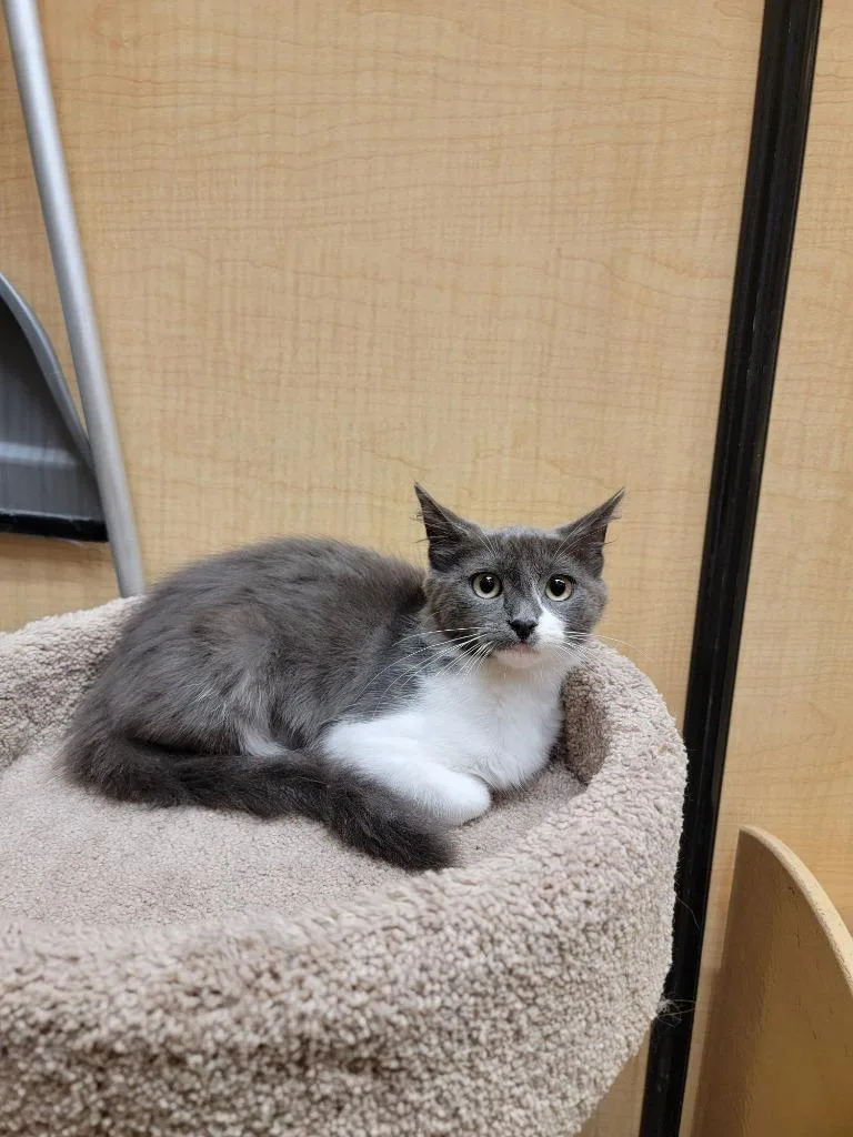 A baby small-sized female Domestic Medium Hair cat named Angy for adoption in San Pedro, CA