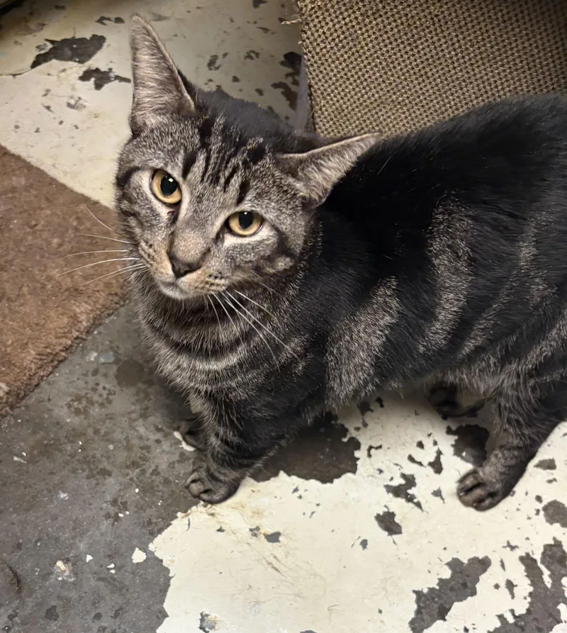 An adult medium-sized male Gray / Blue / Silver Domestic Short Hair cat named Ace for adoption in Jackson, MS