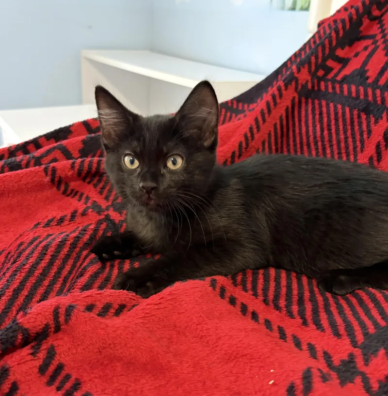 A baby medium-sized male Black Domestic Short Hair cat named Luke Danes for adoption in Kenhorst, PA