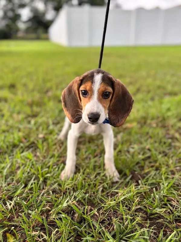 A baby medium-sized female Tricolor (Brown, Black, & White) Beagle dog named Pumpkin for adoption in Aiken, SC
