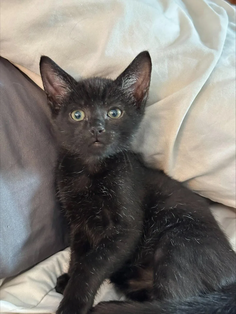 A baby medium-sized male Domestic Short Hair cat named Fritz for adoption in Naugatuck, CT