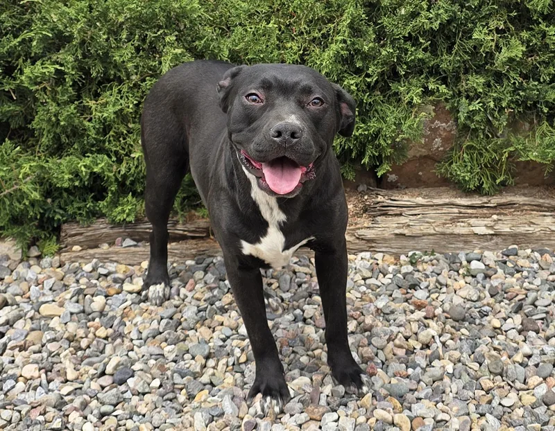 A young medium-sized female Black American Staffordshire Terrier dog named Exotic Ms Ebony  for adoption in Albuquerque, NM