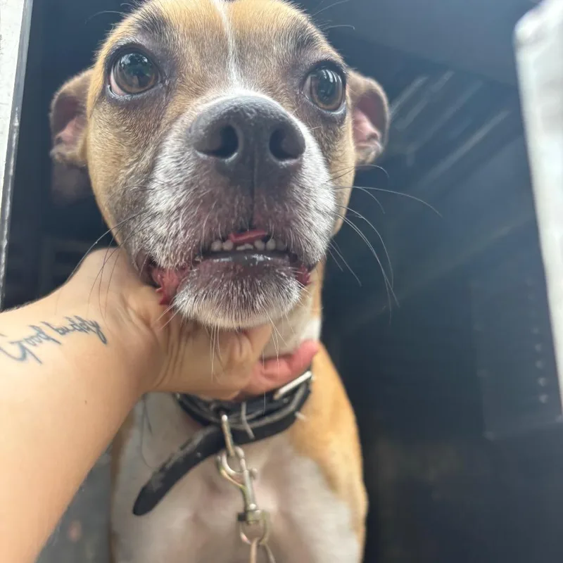 An adult medium-sized male Brown / Chocolate Mixed Breed dog named Courage for adoption in St Joseph, MO