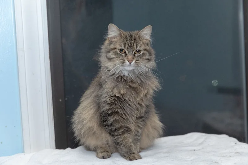 Carolina thumbnail 3