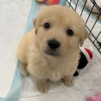 A baby medium-sized male Golden Goldendoodle dog named Bugsy for adoption in LEMONT, IL