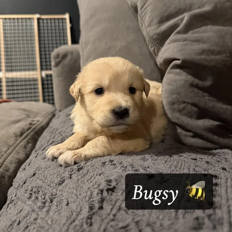 Bugsy thumbnail 2