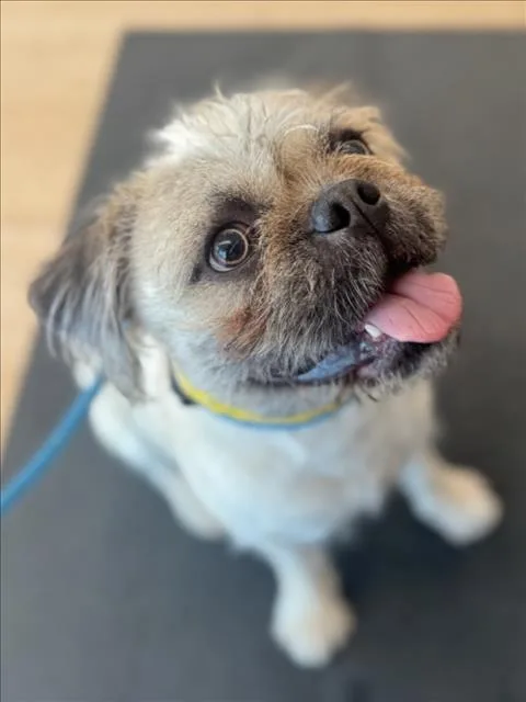 An adult medium-sized male Mixed Breed dog named Bodhi for adoption in Los Angeles, CA