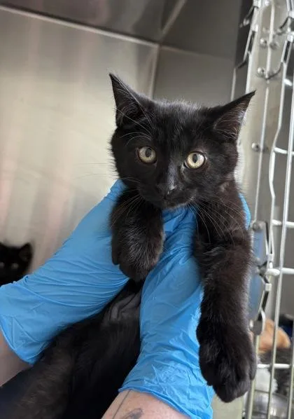A baby small-sized male Domestic Short Hair cat named Mack for adoption in Westland, MI