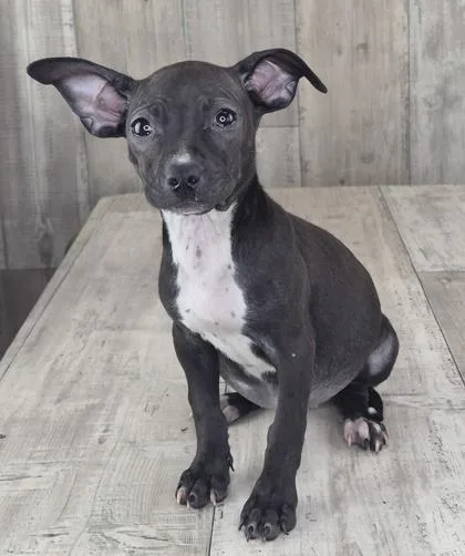 An adult small-sized female Mixed Breed dog named Robin for adoption in Shreveport, LA