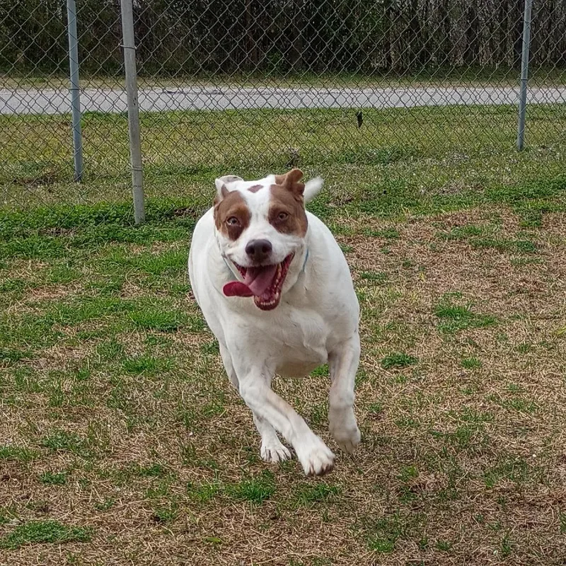 An adult medium-sized female White / Cream Mixed Breed dog named Annie for adoption in Tulsa, OK