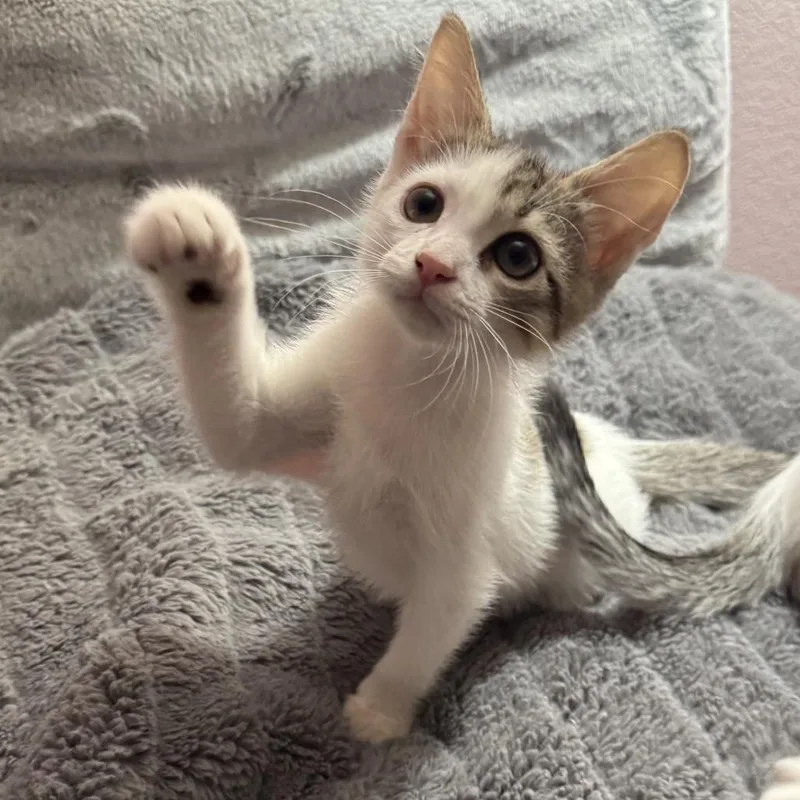 A baby small-sized male White Domestic Short Hair cat named Mariana Grajales for adoption in Redwood City, CA
