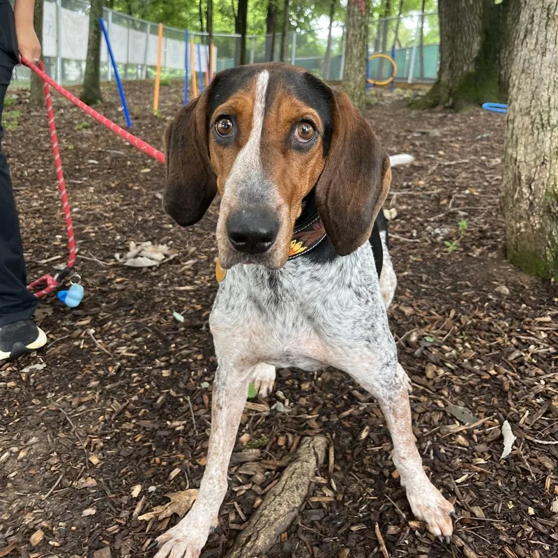 An adult medium-sized female Black Bluetick Coonhound dog named Loretta for adoption in Nashville, TN