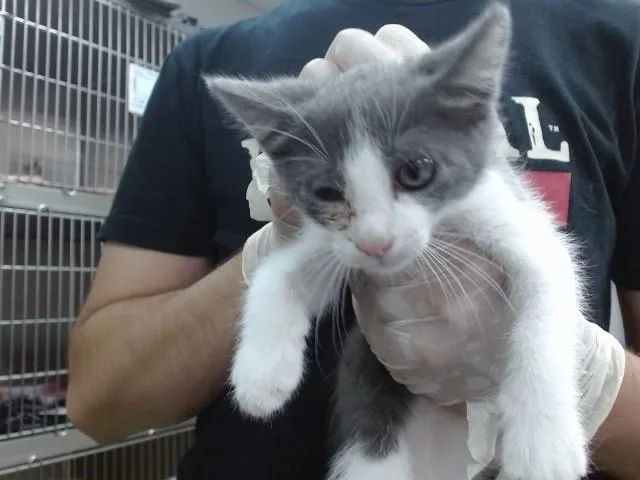 A baby medium-sized female Domestic Short Hair cat named Missy for adoption in Salinas, CA
