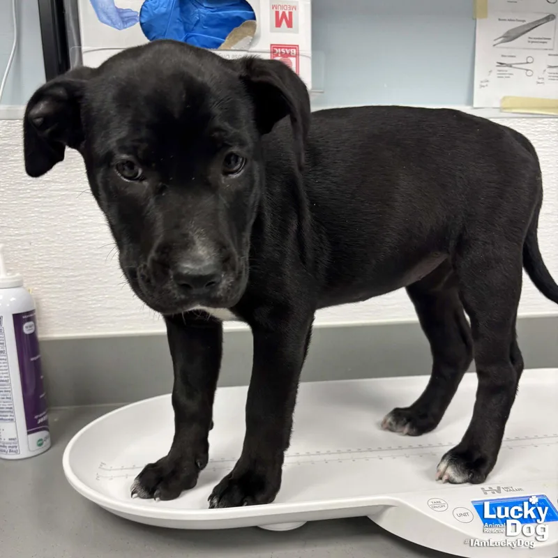 A baby large-sized female Labrador Retriever dog named Partridge for adoption in Washington, DC