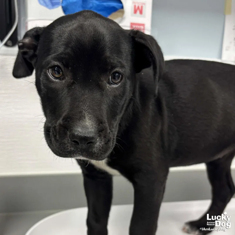 Partridge thumbnail 2