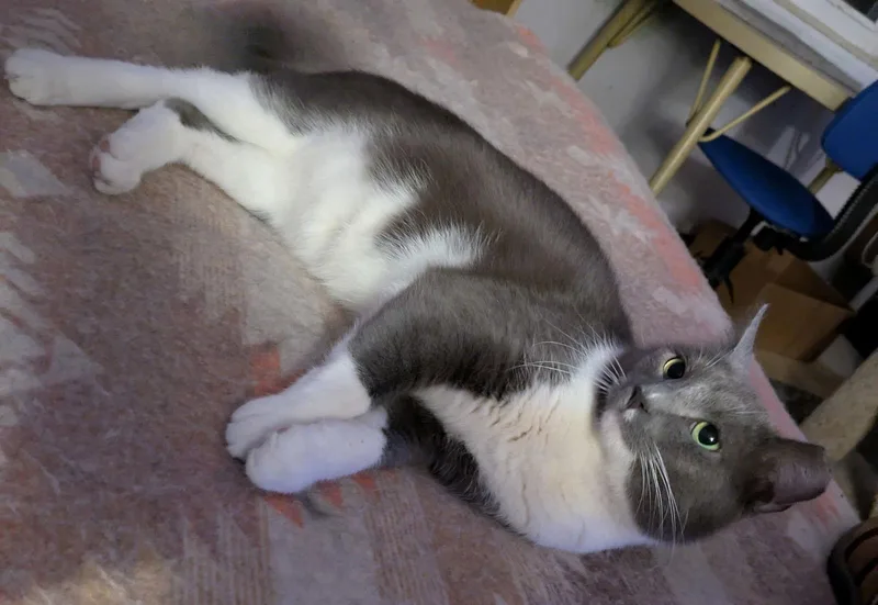 An adult medium-sized male Gray & White Domestic Short Hair cat named Adrian Alexander for adoption in Dublin, OH