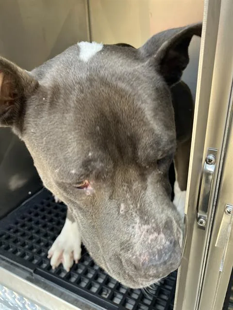 An adult large-sized male Mixed Breed dog named Jeff for adoption in Dallas, TX