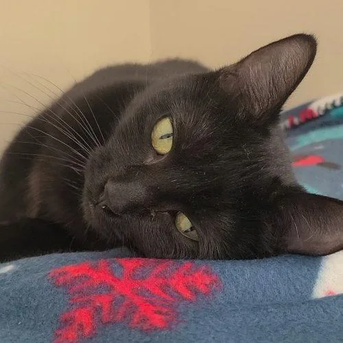 Jacky Binx thumbnail 3