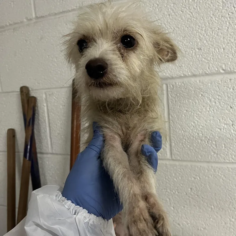 An adult small-sized female White / Cream Terrier dog named Momma Tina for adoption in Edinburg, TX