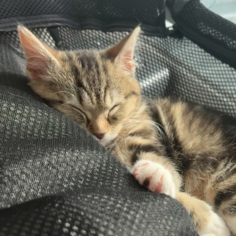 A baby medium-sized female Domestic Short Hair cat named Nettie for adoption in Mississippi State, MS