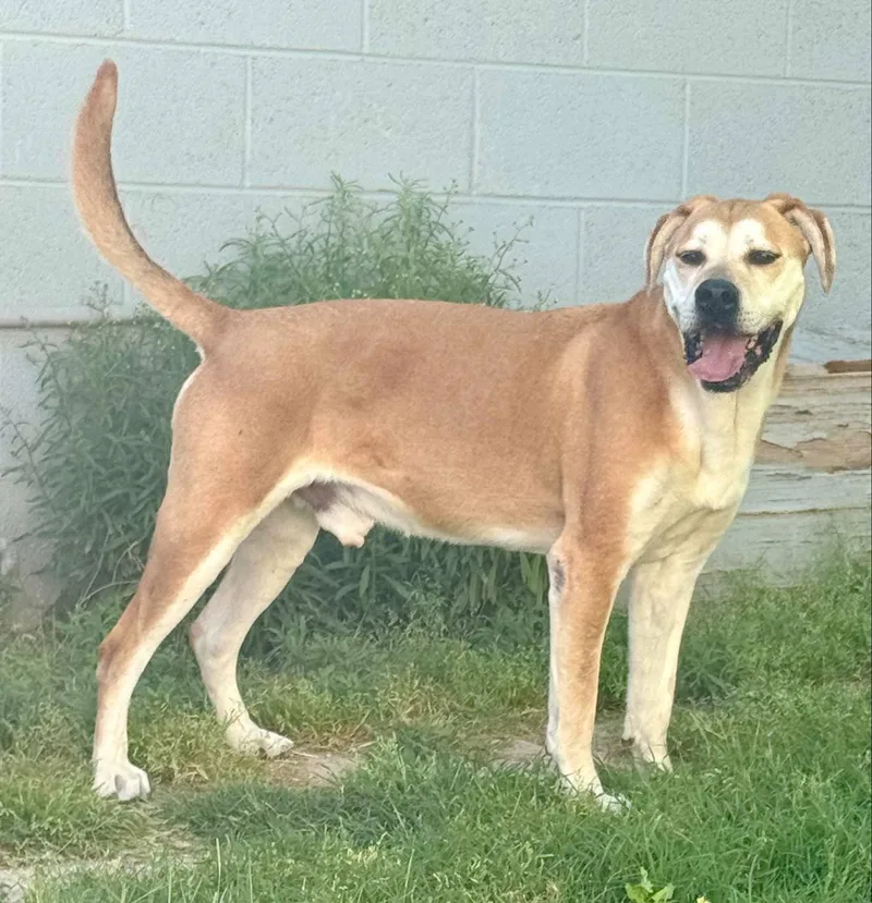 Sherlock thumbnail 2