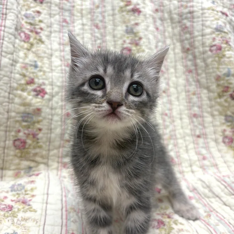 A baby small-sized female Domestic Short Hair cat named Polly for adoption in Medford, OR
