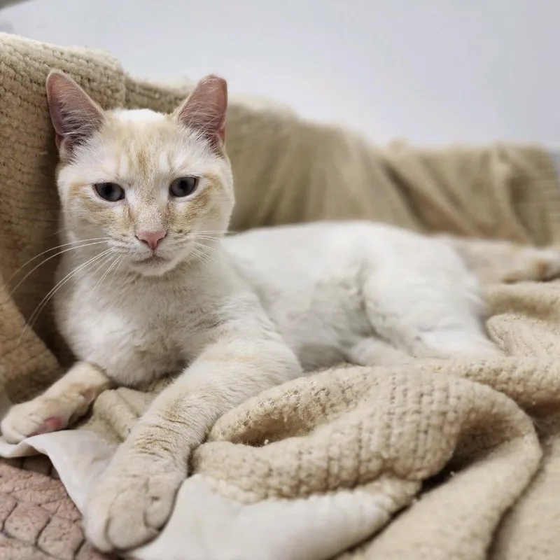 An adult small-sized male Cream / Ivory Domestic Short Hair cat named Flame for adoption in Bensalem, PA