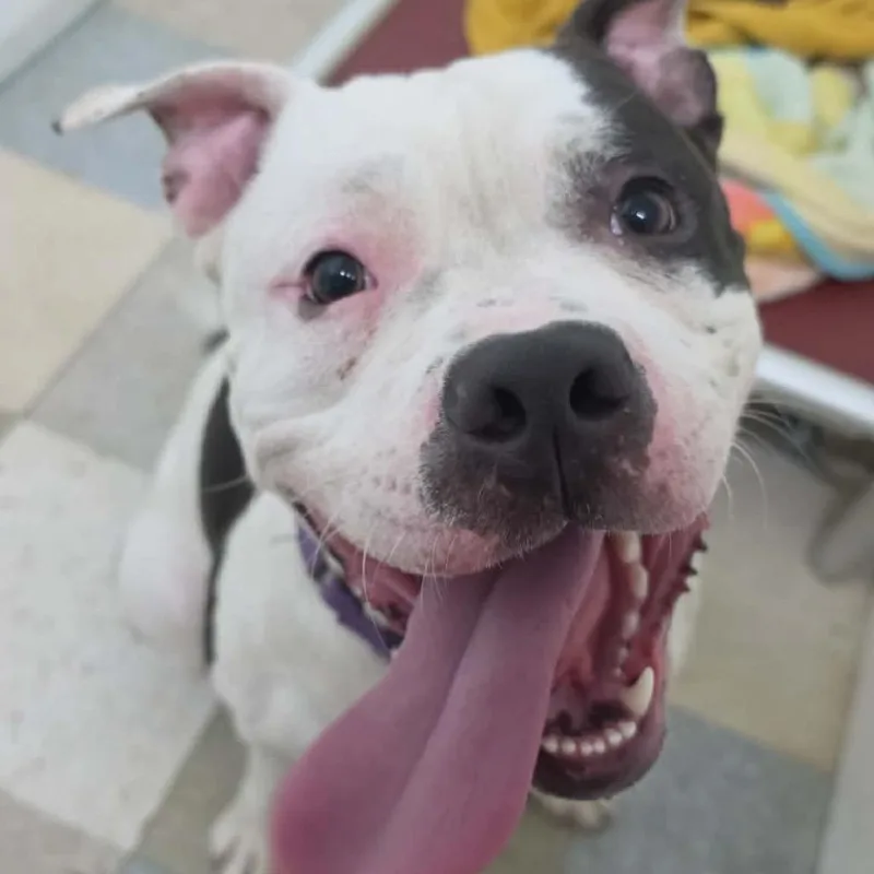 An adult medium-sized male White / Cream American Staffordshire Terrier dog named Tux for adoption in Union City, PA