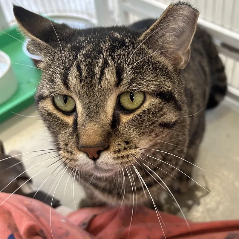 An adult large-sized male Tabby (Brown / Chocolate) Domestic Short Hair cat named Titan for adoption in Saint Louis, MO