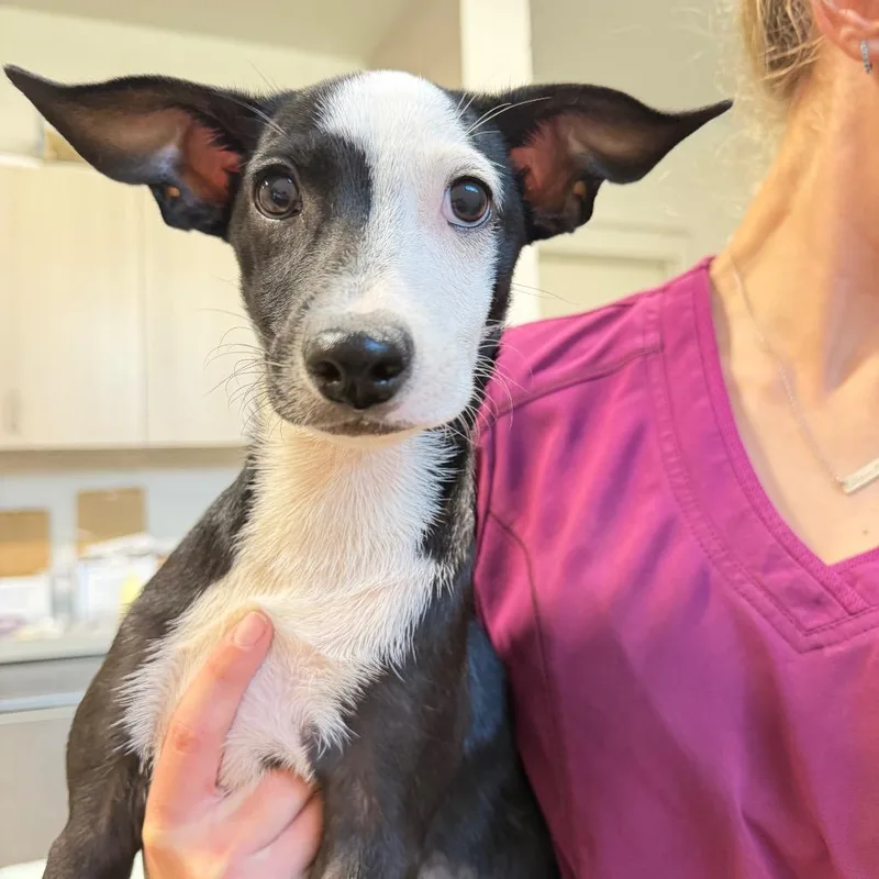 A baby medium-sized female Mixed Breed dog named Agatha for adoption in Englewood, FL