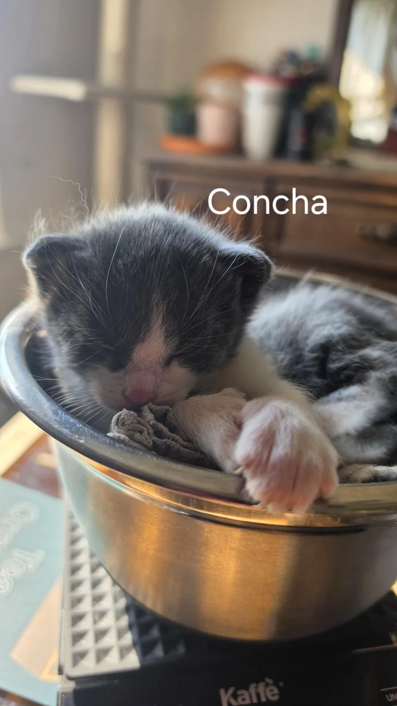 Concha