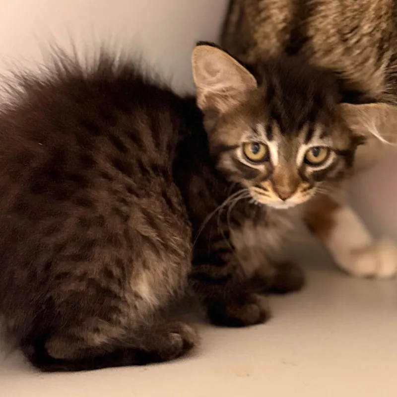 A baby small-sized female Domestic Short Hair cat named Millie for adoption in Cumming, GA