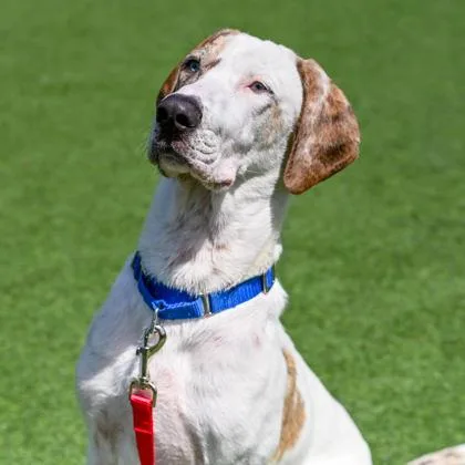 A young medium-sized male Mixed Breed dog named Otis for adoption in Westbrook, ME