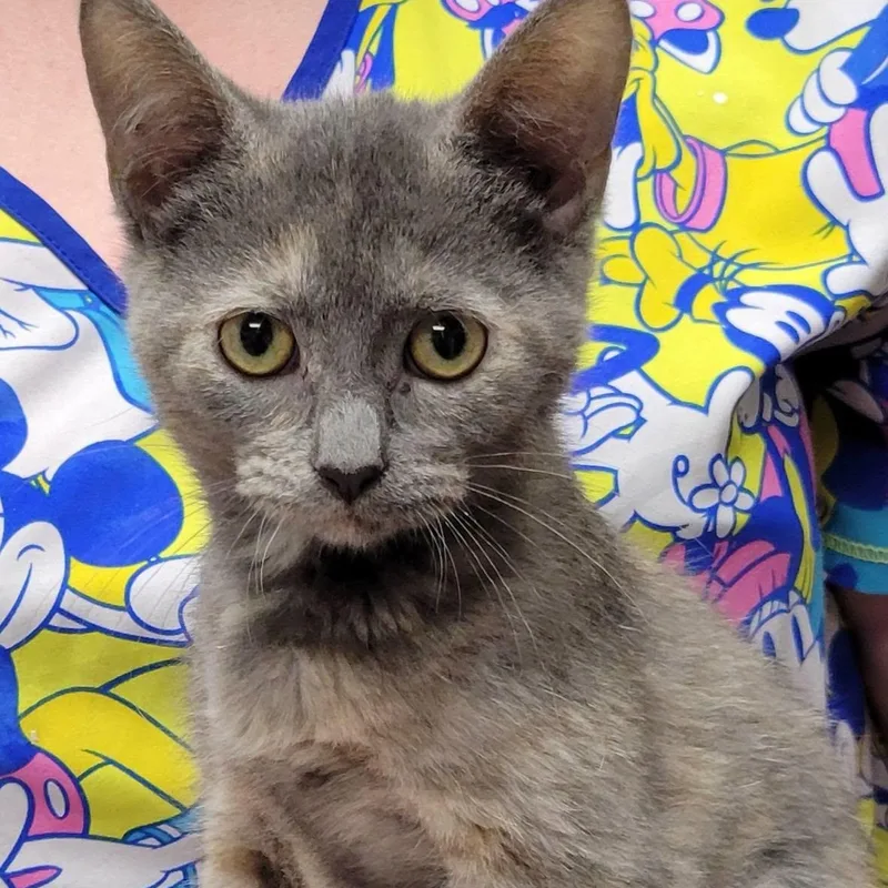 A baby medium-sized female Dilute Calico cat named Gia for adoption in Mazon, IL