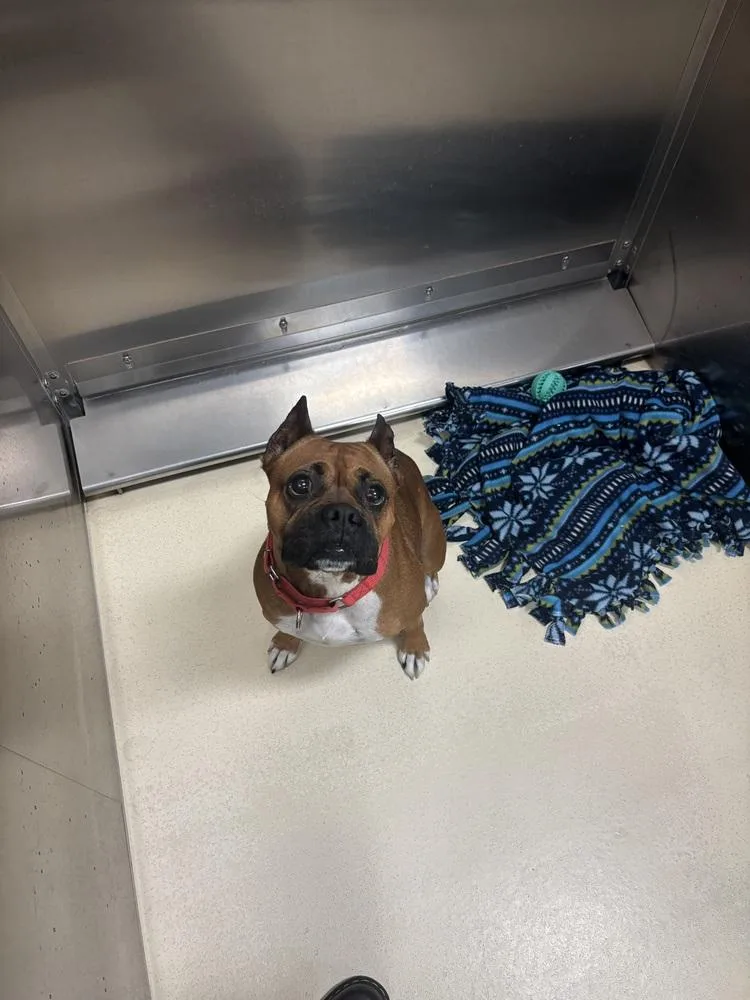 An adult large-sized female Boxer dog named Jesse for adoption in Kalamazoo, MI