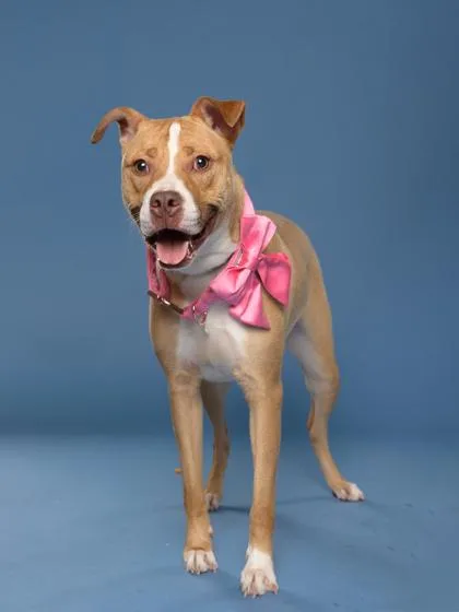 An adult medium-sized female Pit Bull Terrier dog named Peach Pie for adoption in Atlanta, GA