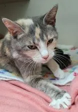 An adult medium-sized female Calico Domestic Short Hair cat named Persia for adoption in Portsmouth, OH