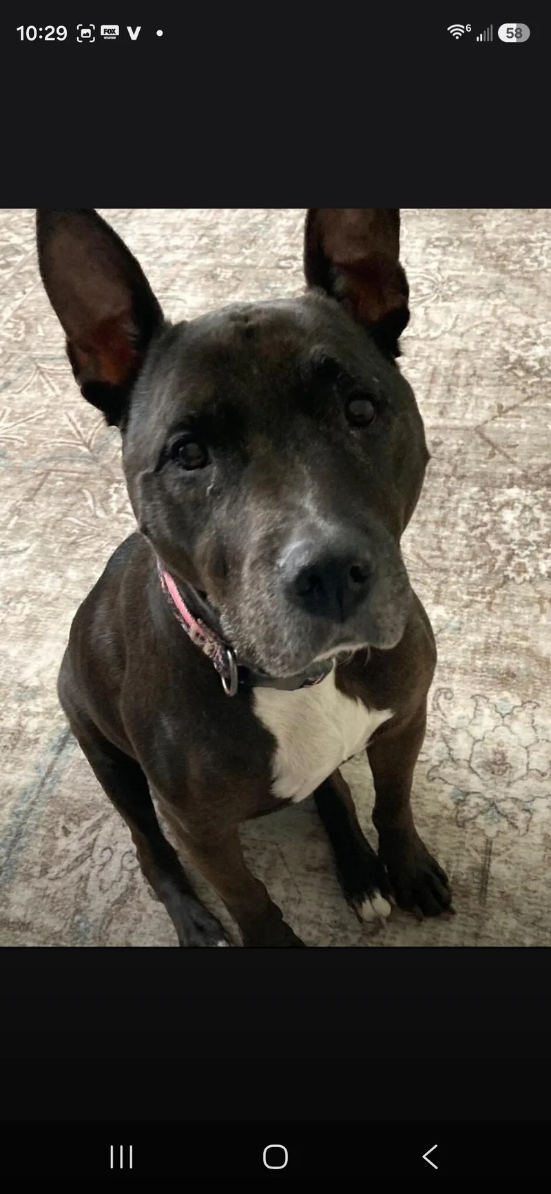 A senior medium-sized female Black Staffordshire Bull Terrier dog named Dolly for adoption in Maryville, TN
