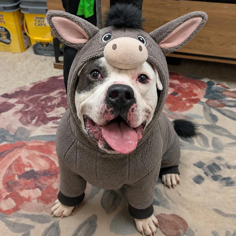An adult large-sized male White / Cream Pit Bull Terrier dog named Dominick The Donkey for adoption in Birdsboro, PA