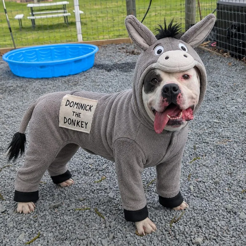 Dominick The Donkey thumbnail 4