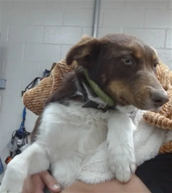 A young medium-sized male Australian Shepherd dog named Skipper for adoption in Salinas, CA