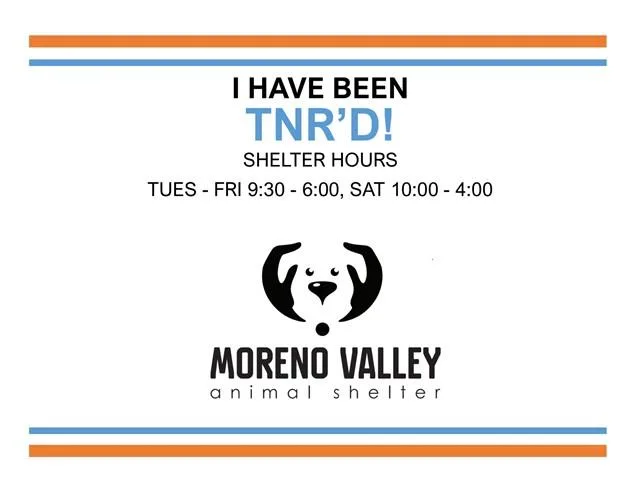 An adult small-sized female Domestic Short Hair cat named A for adoption in Moreno Valley, CA